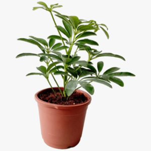 Echeveria Succulent Schefflera Umbrella Plant