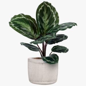 Natural, Fresh Caladium Potted Plant