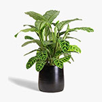 Aquatic Plants