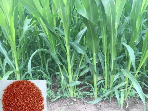 F1 Hybrid Jambu Grass / হাইব্রিড জাম্বু ঘাস বীজ - Image 8