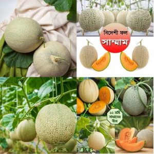 শাম্মাম (Shammam) মিষ্টি স্বাদ ও সুগন্ধযুক্ত ফল