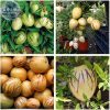 🍈 পেপিনো মেলন বীজ