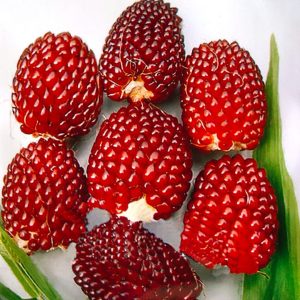 লাল ভুট্টা একটি উন্নত জাতের সুইট কর্ন।