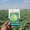 বাঁধাকপি (Cabbage) – বিবরণ বাঁধাকপি একটি জনপ্রিয় শীতকালীন সবজি।