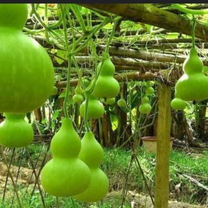 কলসি লাউ একটি জনপ্রিয় দেশি লাউ