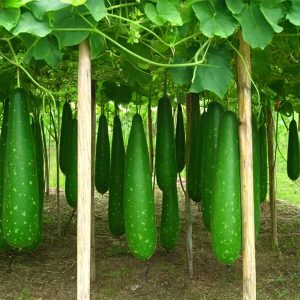উফসী হাজারি লাউ জয়৩৫