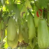 ৩ প্যাকেট বারি-১২ বেগুনের বীজ মাত্র- ৬৫০ টাকা + ১০ আইটেম সবজির বীজ ফ্রি!